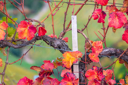 Colorful of vineyard in autumn in Slovenia close to the border with Austriaの写真素材