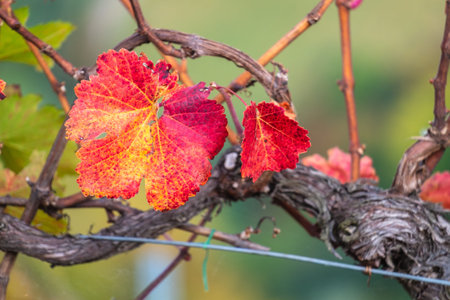 Colorful of vineyard in autumn in Slovenia close to the border with Austria