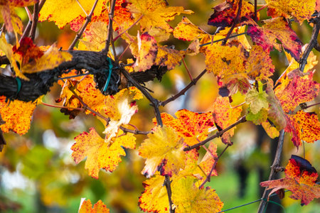 Colorful of vineyard in autumn in Slovenia close to the border with Austriaの写真素材