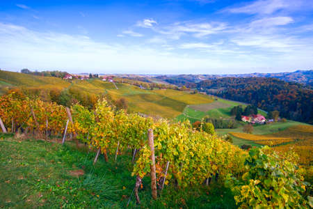 Vineyards in autumn in Slovenia close to the border with Austria south styria.の写真素材