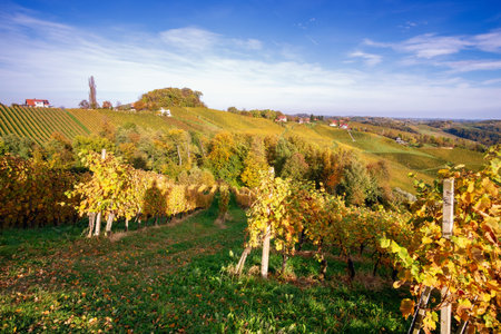 Vineyards in autumn in Slovenia close to the border with Austria south styria.