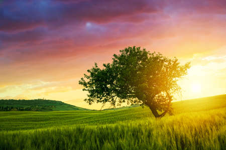 Alone tree on spring meadow at sunrise with  sun in Tuscany-Italyの写真素材