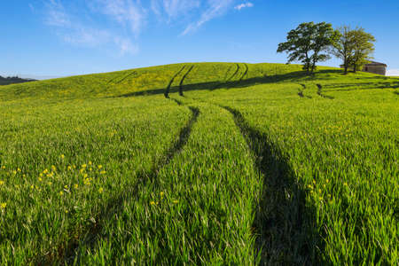 Green wheat hillside field with long shadows in Tuscany, Italyの写真素材