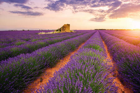 Lavender field summer sunset landscape near Valensole.Provence,Franceの写真素材