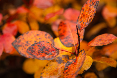 A close-up photograph showcasing vibrant red leaves on a A close-up photograph showcasing vibrant yellow leaves on a tree branch, capturing the essence of autumn's beauty and seasonal change.の写真素材