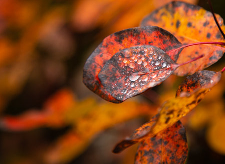 A close-up photograph showcasing vibrant red leaves on a A close-up photograph showcasing vibrant yellow leaves on a tree branch, capturing the essence of autumn's beauty and seasonal change.の写真素材