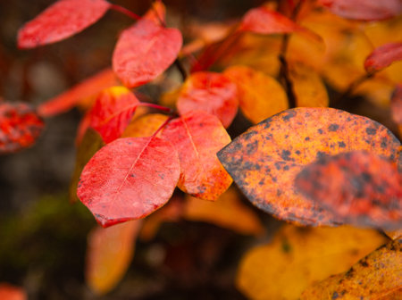 A close-up photograph showcasing vibrant red leaves on a A close-up photograph showcasing vibrant yellow leaves on a tree branch, capturing the essence of autumn's beauty and seasonal change.の写真素材
