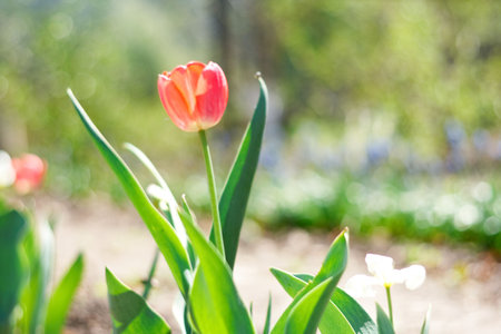 red spring a young tulip with green leavesの写真素材