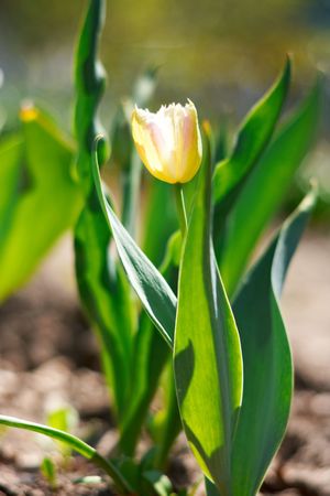 red spring a young tulip with green leavesの写真素材