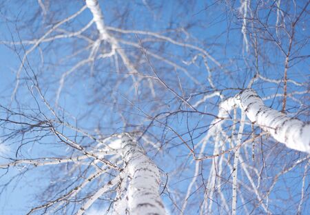 winter birch tree forest, the environmental backgroundの写真素材