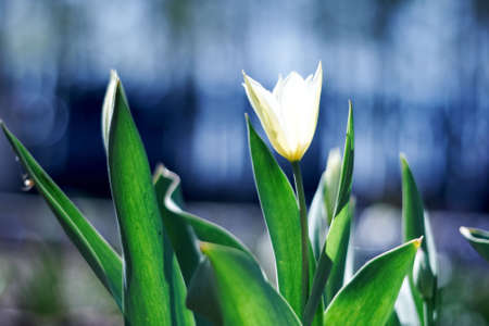 red spring a young tulip with green leavesの写真素材