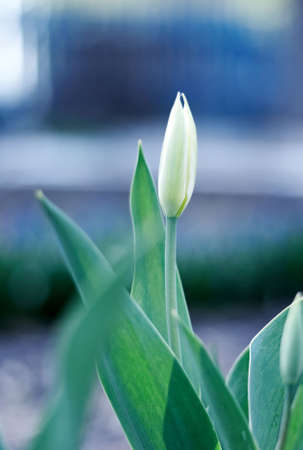 red spring a young tulip with green leavesの写真素材