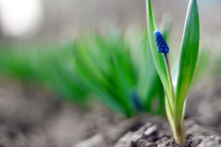 spring young blue flowers on green stemsの写真素材