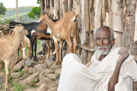 An old man and his goatsのeditorial素材