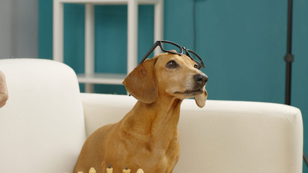 A smart dachshund with glasses sits on the couch and barks. The dog plays chess.