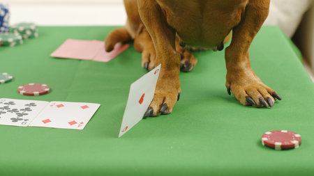 Close-up of a dachshund stands on a table with a poker game and cards. Clever dog.
