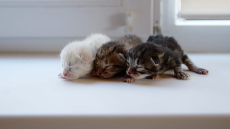Cute little kittens with closed eyes are waiting for the cat. Cute funny home pets. Domestic animal...