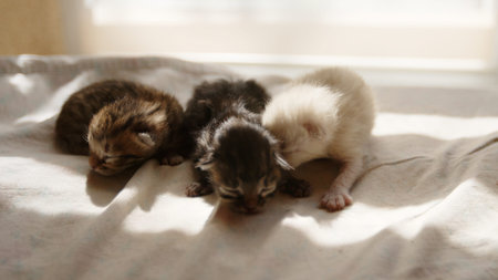 Cute little kittens with closed eyes are waiting for the cat. Cute funny home pets. Domestic animal...