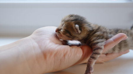 A small white newborn kitten sits in female hands. Cute pet with closed eyes.