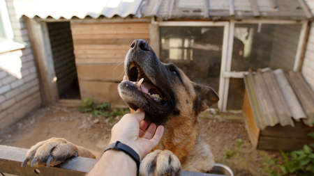 German shepherd dog licks mens hands. The dog in the aviary. Favorite pet.の写真素材