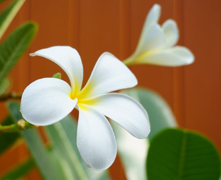 A close up of the blooming frangipani with the young one and leaves in soft focus as a background.の写真素材
