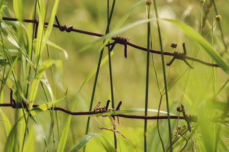 The old, rusty barbed wire hidden in a grassの写真素材