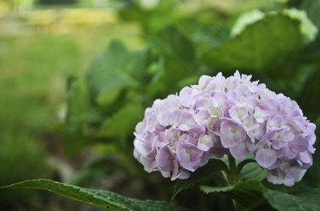 Fresh Hydrangea Flower