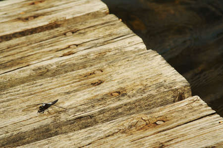 Lake and dock scene with dragonfly.の写真素材