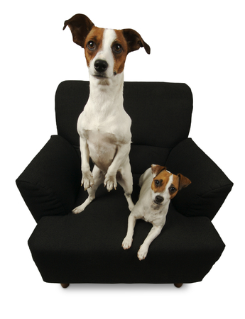 Two Jack Russell Terriers sitting on a black chair isolated on a white background.の写真素材