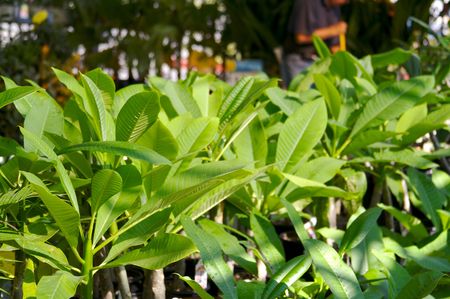 Garnden Center with a Row of Plumeria Trees as Man Sweeps in the Background.の写真素材