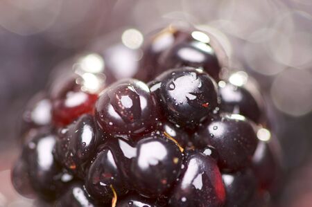 Macro Blackberry with Water Drops and Narrow Depth of Field.の写真素材