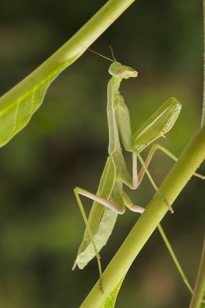 Praying Mantis against a green background with narrow depth of field.の写真素材