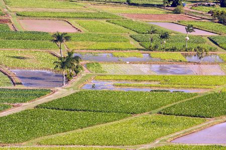 Hanalei Valley and Taro Fields on Kauai, Hawaiiの写真素材
