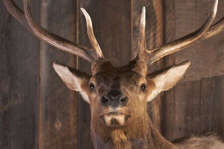 Mounted Stag Head on Cabin Wallの写真素材
