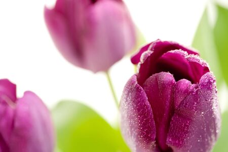 Set of Purple Tulips on a White Background.の写真素材