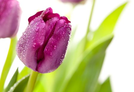 Macro of Purple Tulips with Water Mist Dropsの写真素材