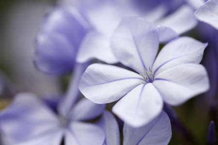 Purple Spring Flower Blossom Macro with Narrow Depth of Field.の写真素材