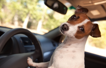 Jack Russell Terrier Dog Enjoying a Car Ride.の写真素材