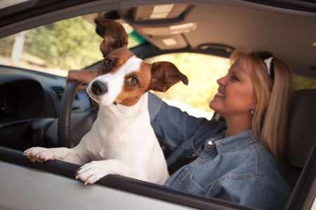 Jack Russell Terrier Dog Enjoying a Car Ride.の写真素材