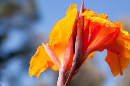 Radiant Canna Lily Blossom on a Summer Dayの写真素材