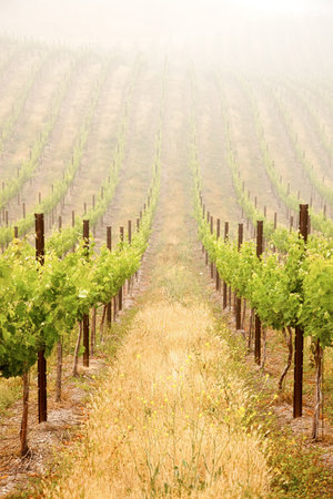 Beautiful Lush Grape Vineyard In The Morning Mist and Sun with Room for Your Own Text.の写真素材