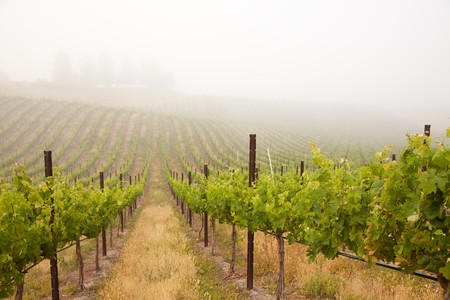 Beautiful Lush Grape Vineyard In The Morning Mist and Sun with Room for Your Own Text.の写真素材