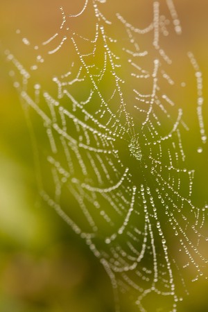 Wet Spider Web in The Morning Mist With Narrow Depth of Field.の写真素材