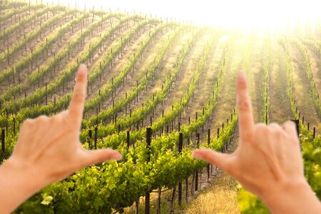 Hands Framing Beautiful Lush Grape Vineyard In The Morning Mist and Sun with Room for Your Own Text.の写真素材