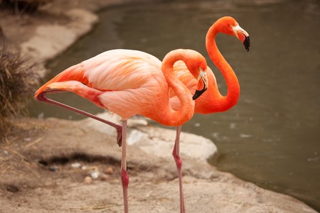 Beautiful Flamingo Couple Rest at the Side of The Water.の写真素材