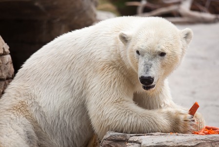 Beautiful Majestic White Polar Bear Eating Carrots.の写真素材