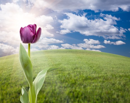 Beautiful Purple Tulip Over Empty Grass Field and Sky with Clouds.の写真素材