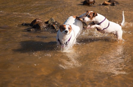 Two Playful Jack Russell Terrier Dogs Playing in the Water.の写真素材