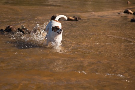 Playful Jack Russell Terrier Dog Playing in the Water.の写真素材