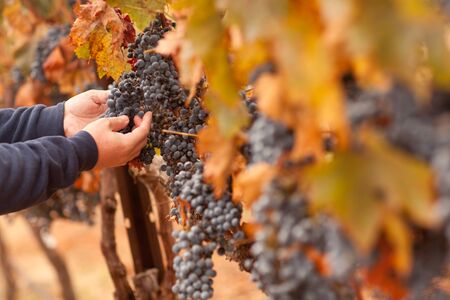 Farmer Inspecting His Ripe Wine Grapes Ready For Harvest.の写真素材